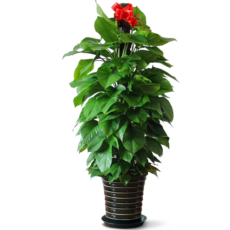 禾本綠植規(guī)格：0.5——2.5米由實(shí)地空間來設(shè)計(jì)擺放